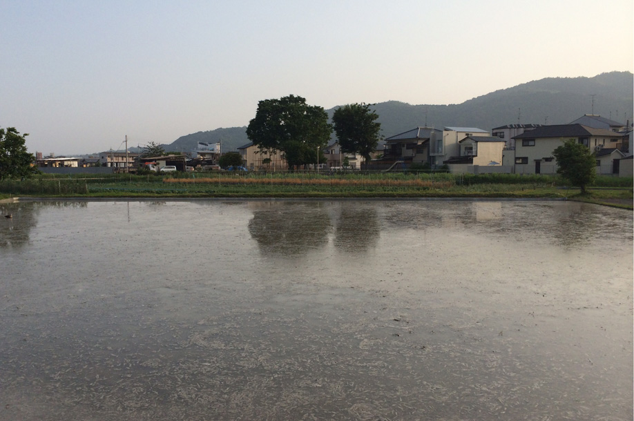 他人の田んぼは青く見える