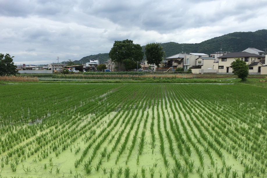 他人の田んぼは青く見える