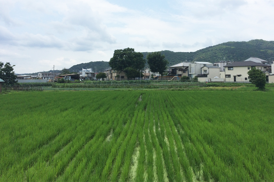 他人の田んぼは青く見える