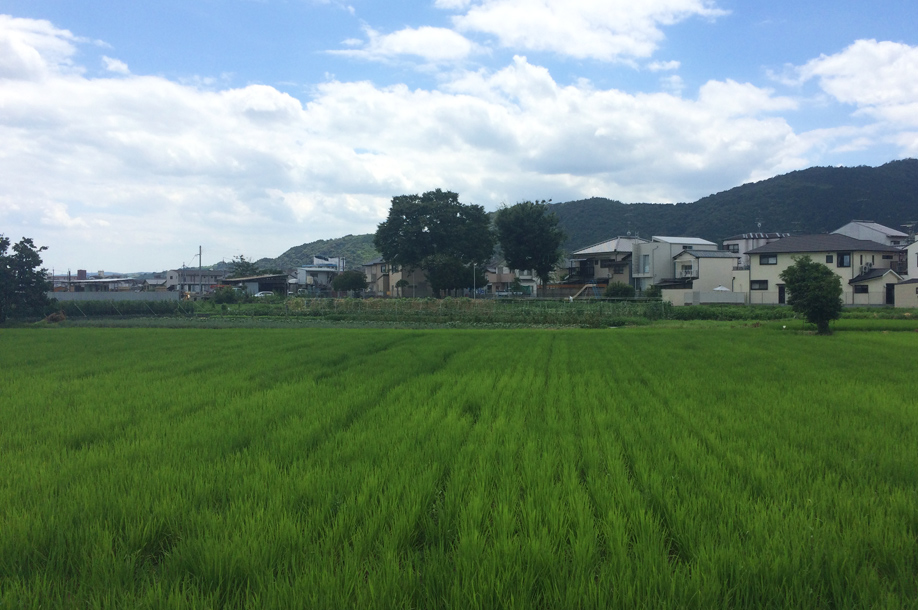 他人の田んぼは青く見える