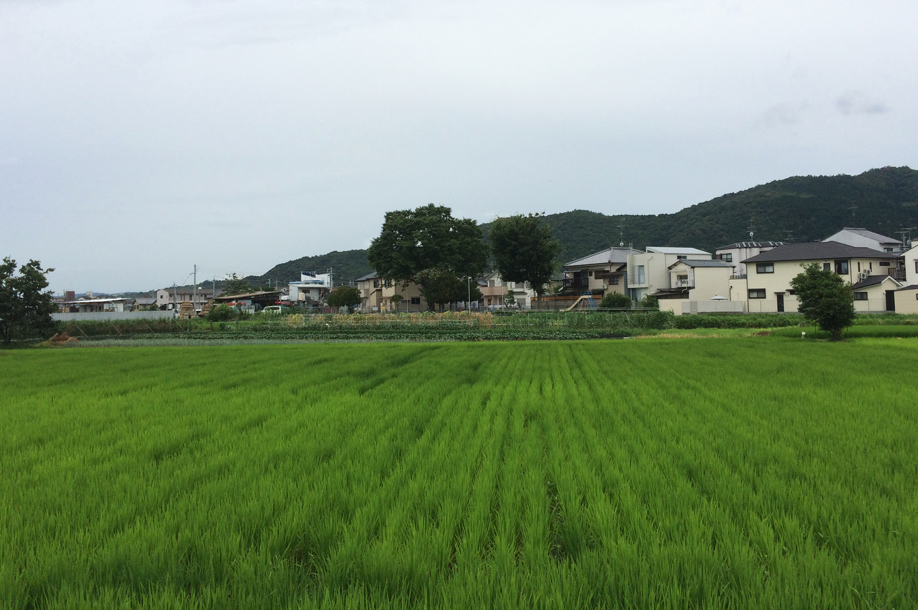 他人の田んぼは青く見える