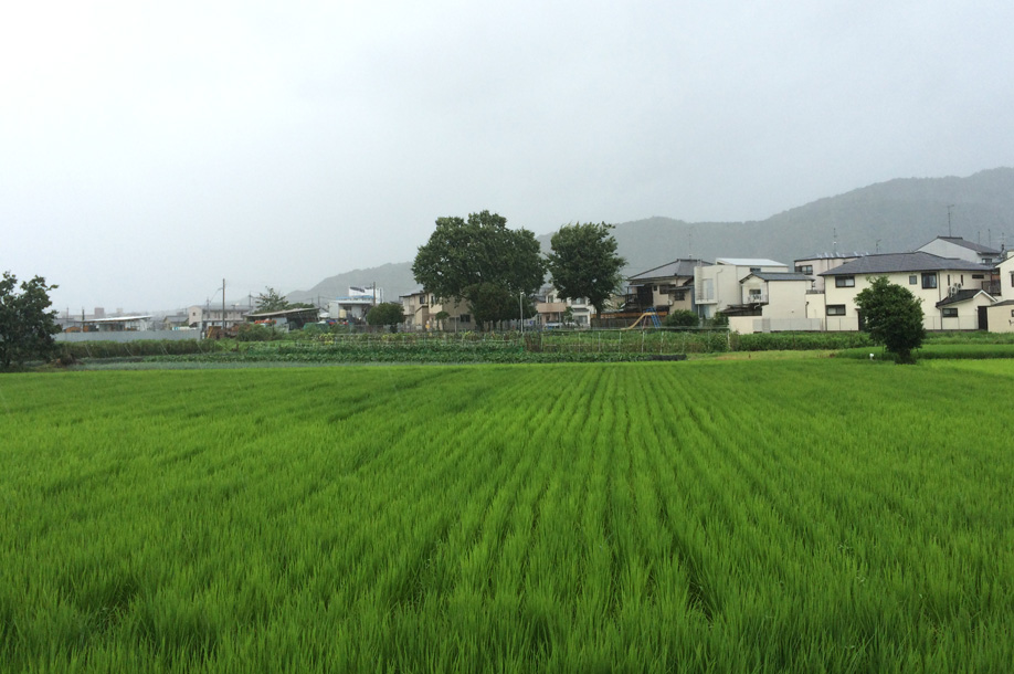 他人の田んぼは青く見える