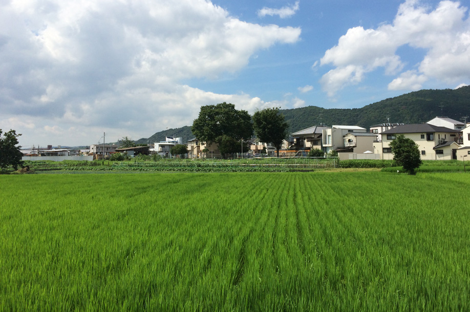 他人の田んぼは青く見える