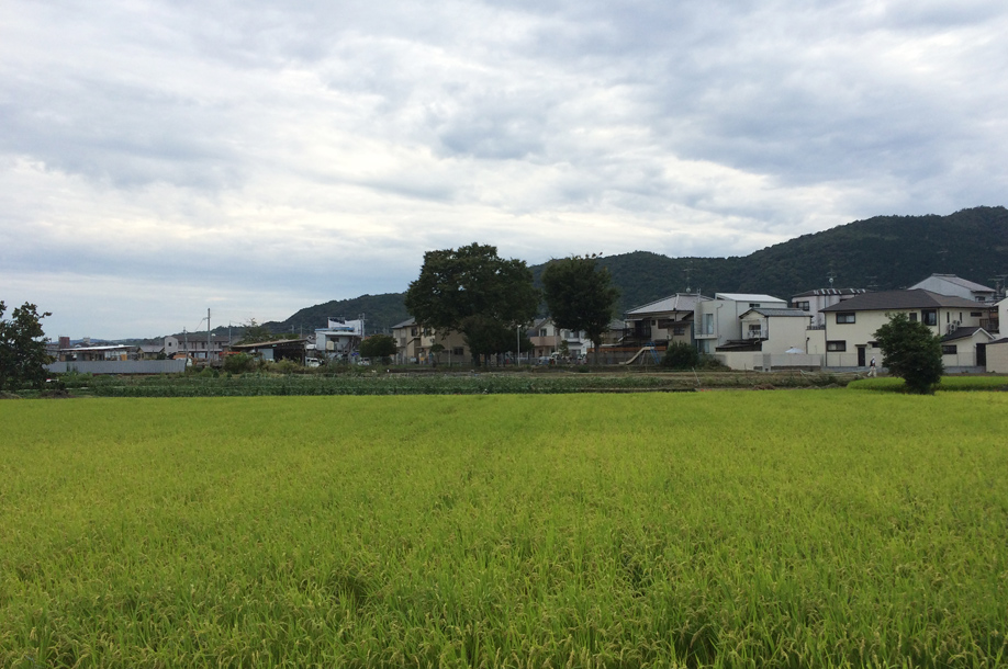 他人の田んぼは青く見える