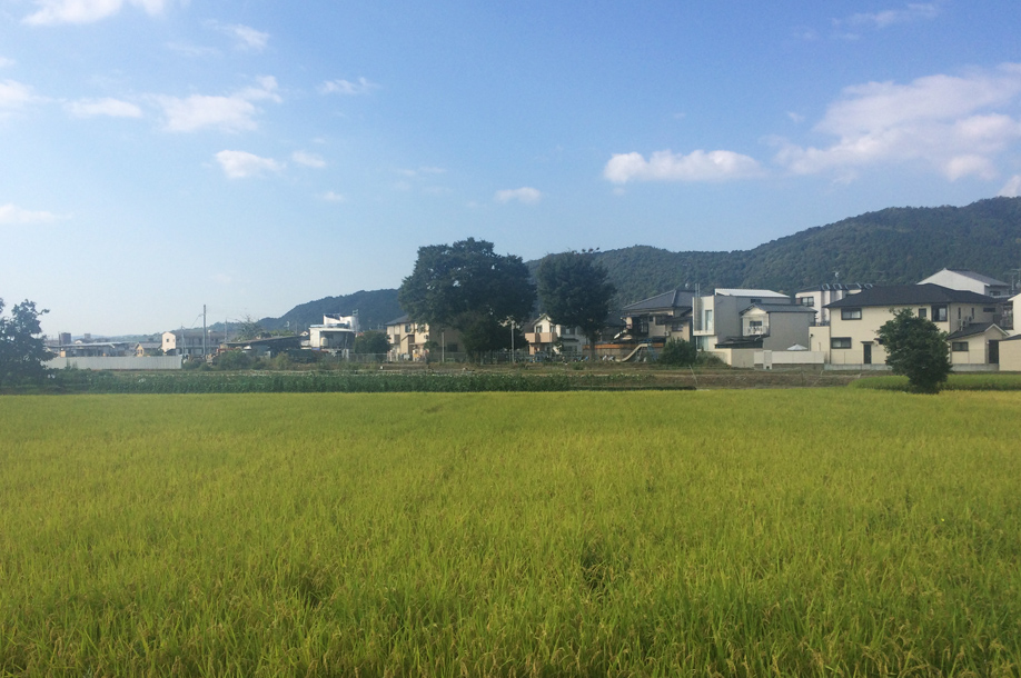 他人の田んぼは青く見える