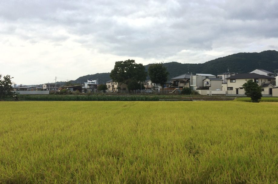 他人の田んぼは青く見える