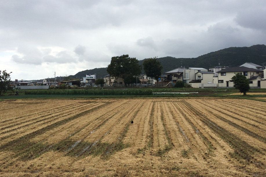 他人の田んぼは青く見える