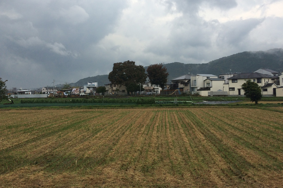 他人の田んぼは青く見える