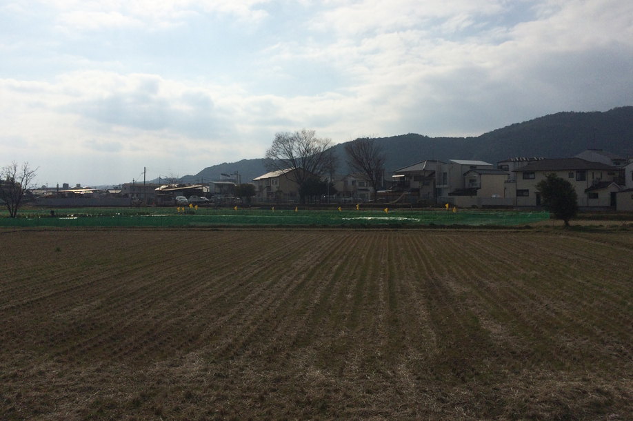 他人の田んぼは青く見える