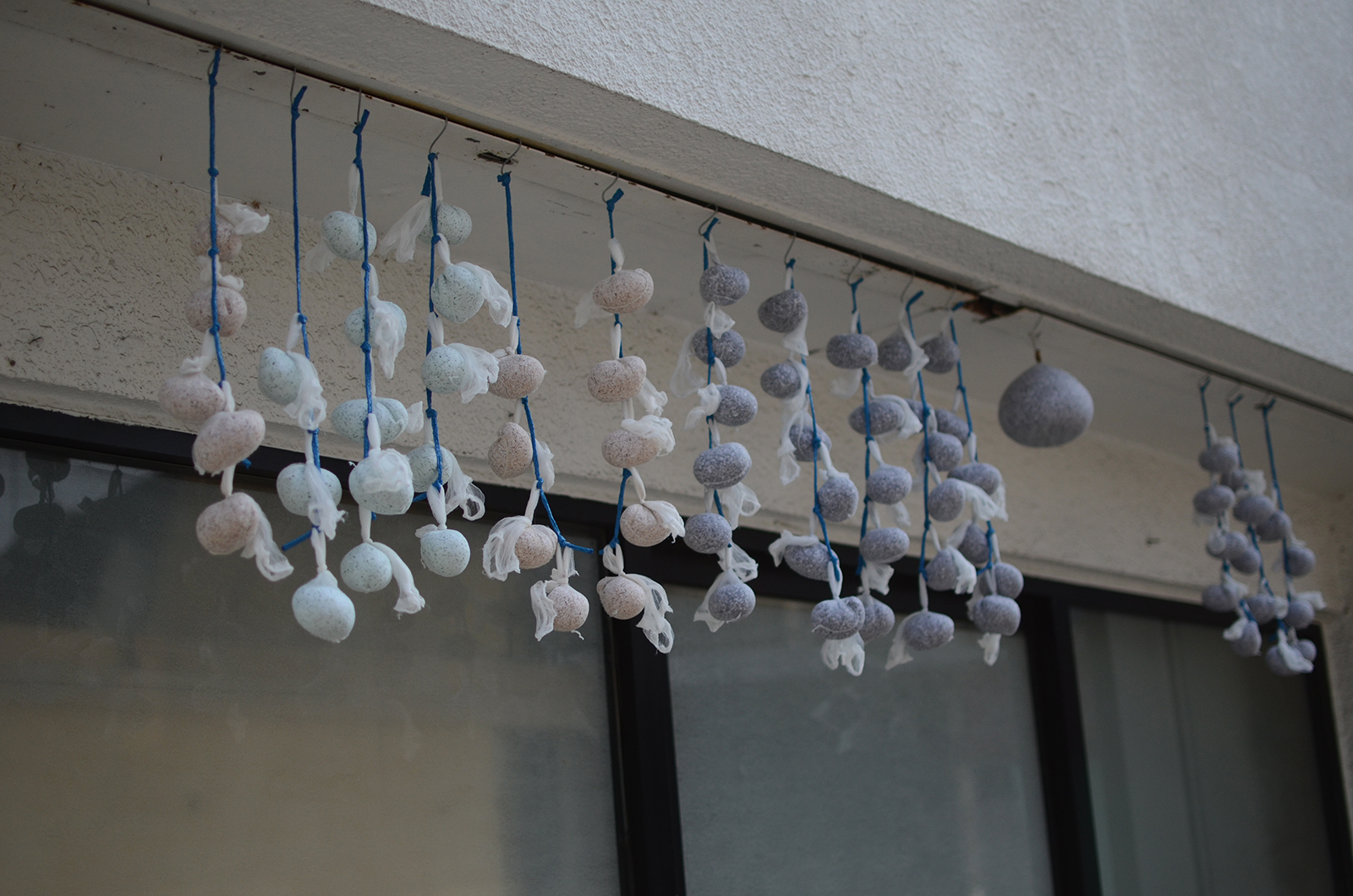 Cotton dried up in nets.