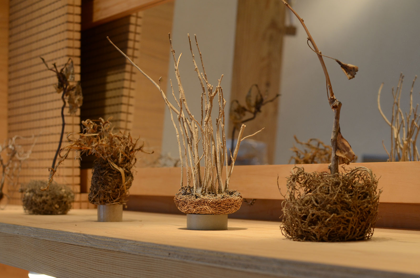 枯れた植物の根っこアップ