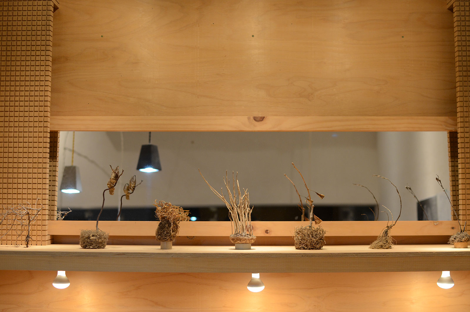 枯れた植物の根っこ